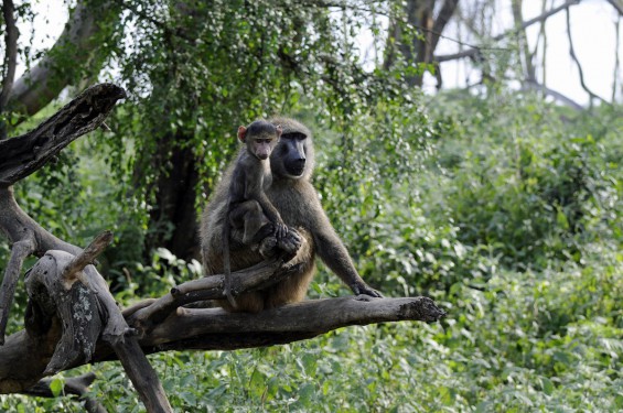 baboons-vervits--821219406