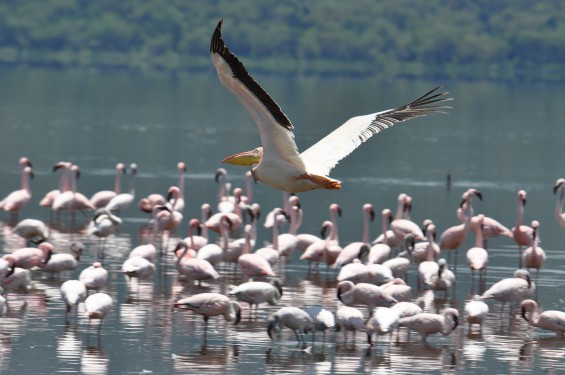 Flamingos