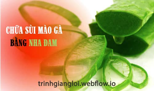 Chữa sùi mào gà bằng nha đam