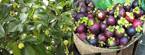 Cách chữa bệnh lậu bằng măng cụt
