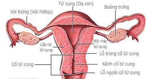 12 Cách chữa và làm giảm đau bụng kinh nhanh nhất cấp tốc 3