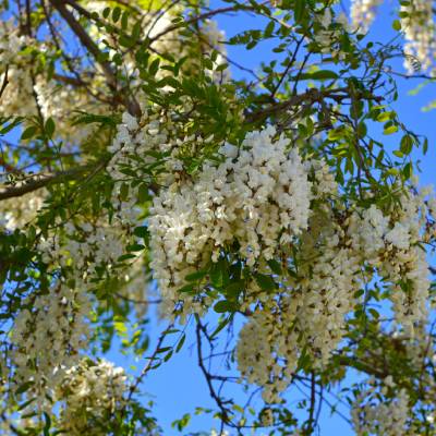 Silky Wisteria (Wisteria brachybotrys)