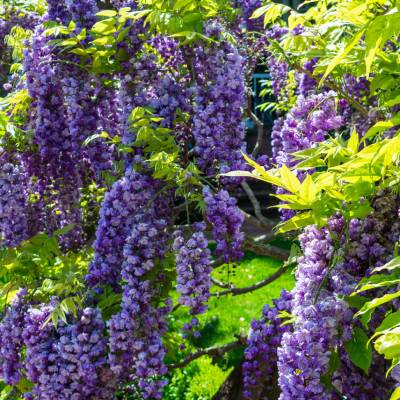 American Wisteria (Wisteria frutescens)