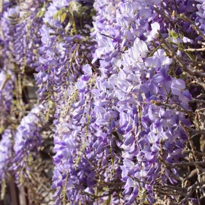 Chinese Wisteria (Wisteria sinensus)