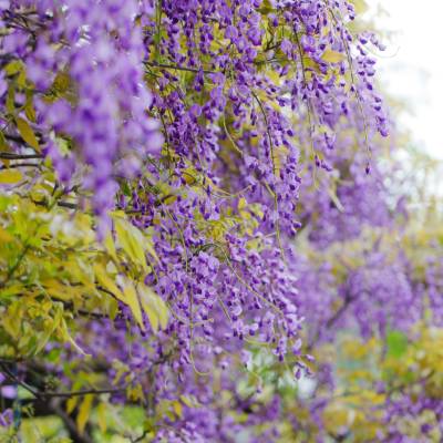 Japanese Wisteria (Wisteria floribunda)