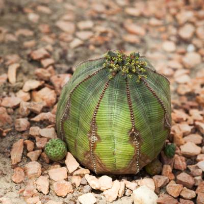 Baseball euphorbia (Euphorbia obesa)