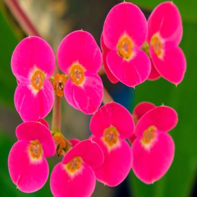 Crown of Thorns (Euphorbia milii)