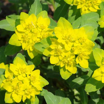 Cushion Spurge (Euphorbia polychroma)