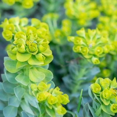Donkey Tail spurge (Euphorbia myrsinites)