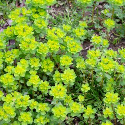 Wood spurge (Euphorbia amygdaloides)