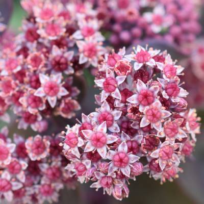 Sedum Cauticola