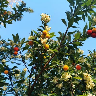 Strawberry Tree (Arbutus unido)