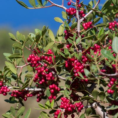 Mastic Tree (Pistacia lentiscus)