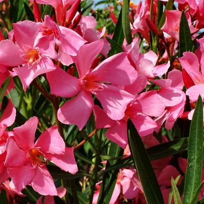 Oleander (Nerium oleander)