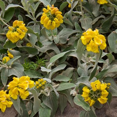 Jerusalem Sage (Phlomis fruticosa)