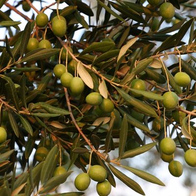 Olive Tree (Olea europaea)