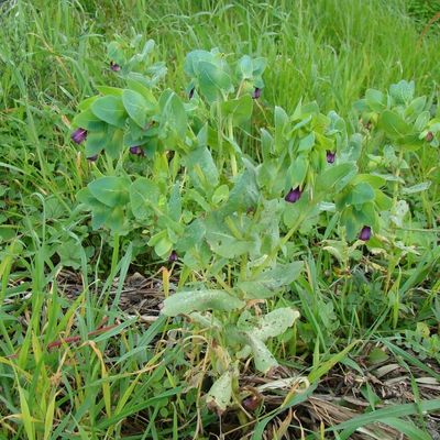 Greater Honeywort (Cerinthe major)