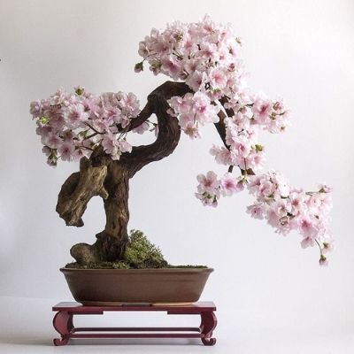 ornamental-cherry-tree