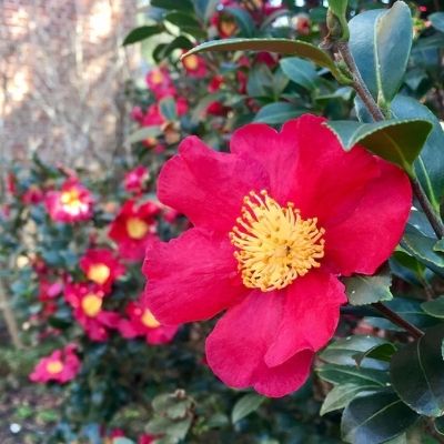 camellia