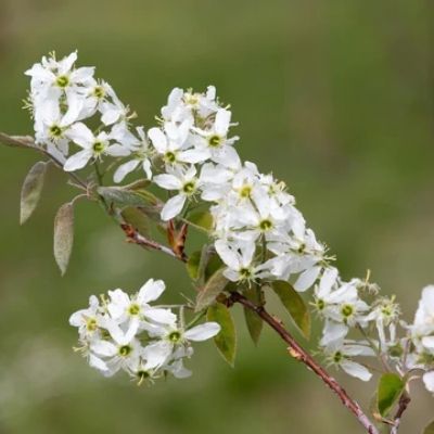 amelanchier