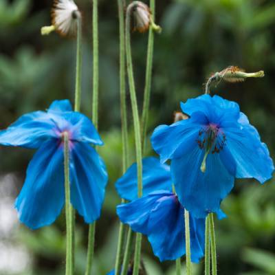 Himalayan Blue Poppy (Meconopsis betonicifolia)