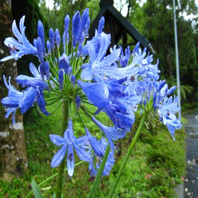 Lily of The Nile (Agapanthus africanus)