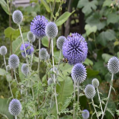 Globe Thistle