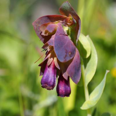Greater Honeywort (Cerinthe major)