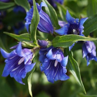 Gentian (Gentiana)