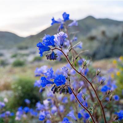 Desert Bluebell (Phacelia campanularia)