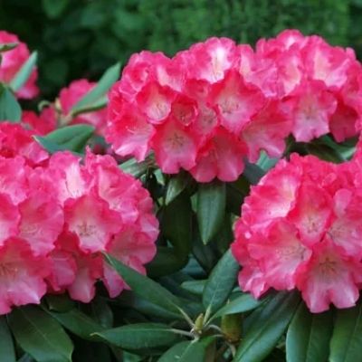 rhododendron