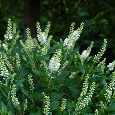 clethra