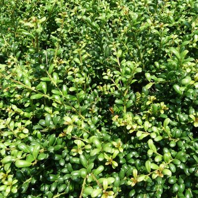Japanese Holly (Ilex crenata)