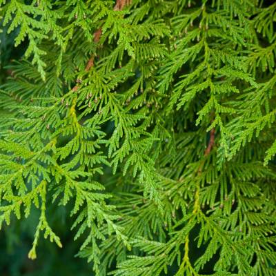 Thuja plicata 