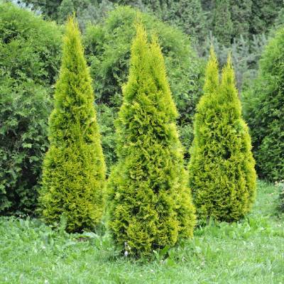 Thuja occidentalis L.