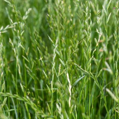 Ryegrass