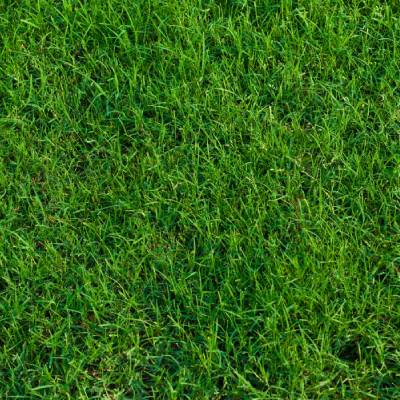 Bermuda Grass
