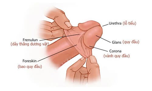 Bao quy đầu là gì? Bệnh lý bao quy đầu