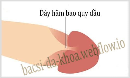 Dây hãm bao quy đầu là gì? Đứt dây hãm bao quy đầu