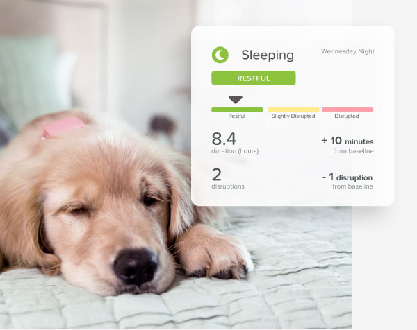 Why should you monitor your dog’s sleeping and drinking habits?
