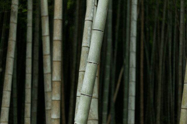 Bamboo pyjamas source