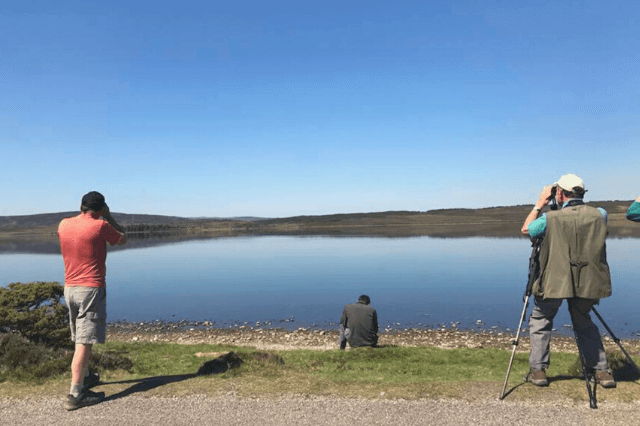 Scotland bird watching