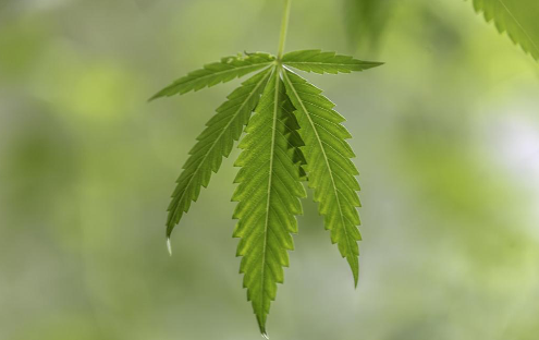 cannabis enviornment