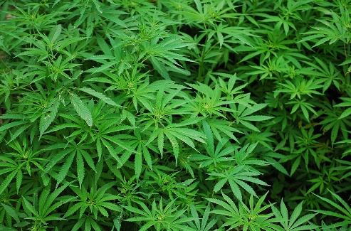 CBD packaging