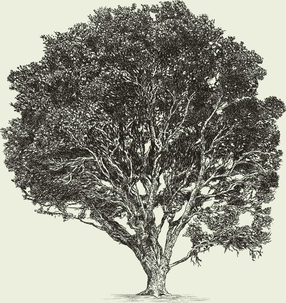 Oak-Tree-Oakbridge