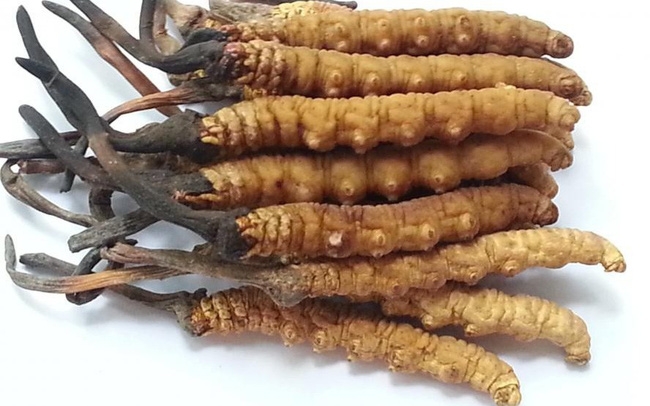 Thuốc KỲ PHONG VƯƠNG có tốt không, giá bao nhiêu, MUA/BÁN ở đâu?