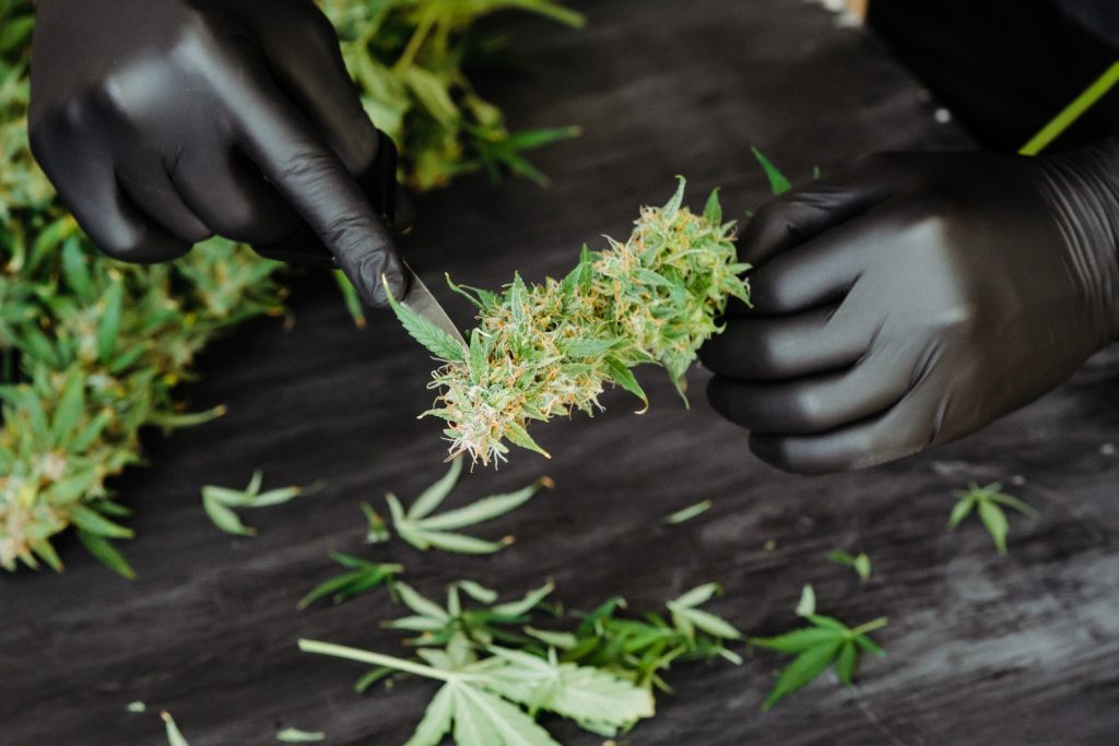 Cutting and Handling Marijuana Industry Hazards