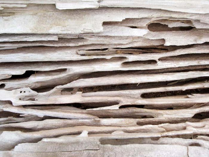 Carpenter Ant Damage