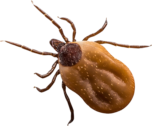 deer tick