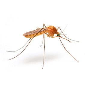 mosquito